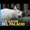 MÉXICO | Los gatos de Palacio Nacional se convierten en activos fijos vivos | EL PAÍS